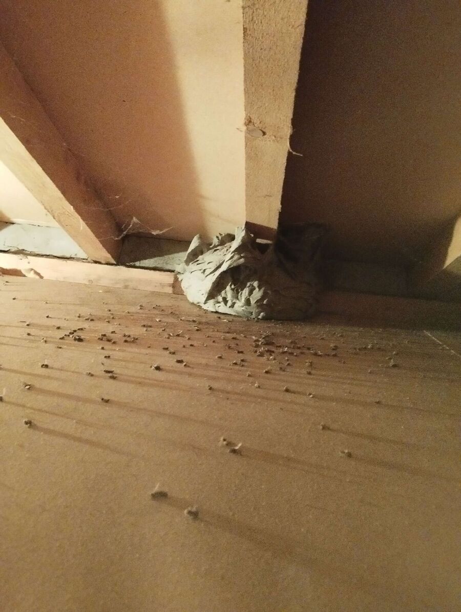 Bee nest at the house remove