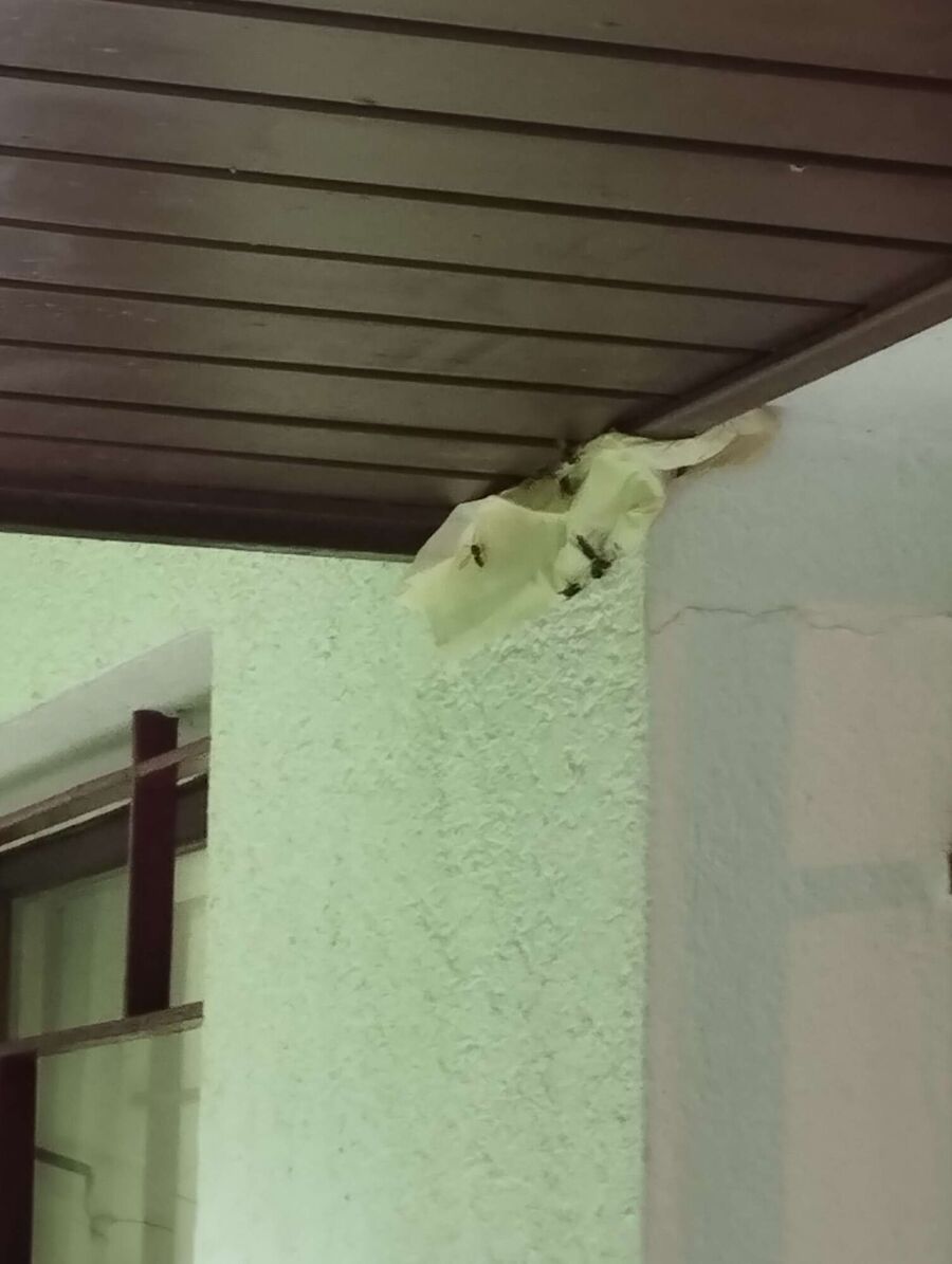 Relocate bees & remove bee nest