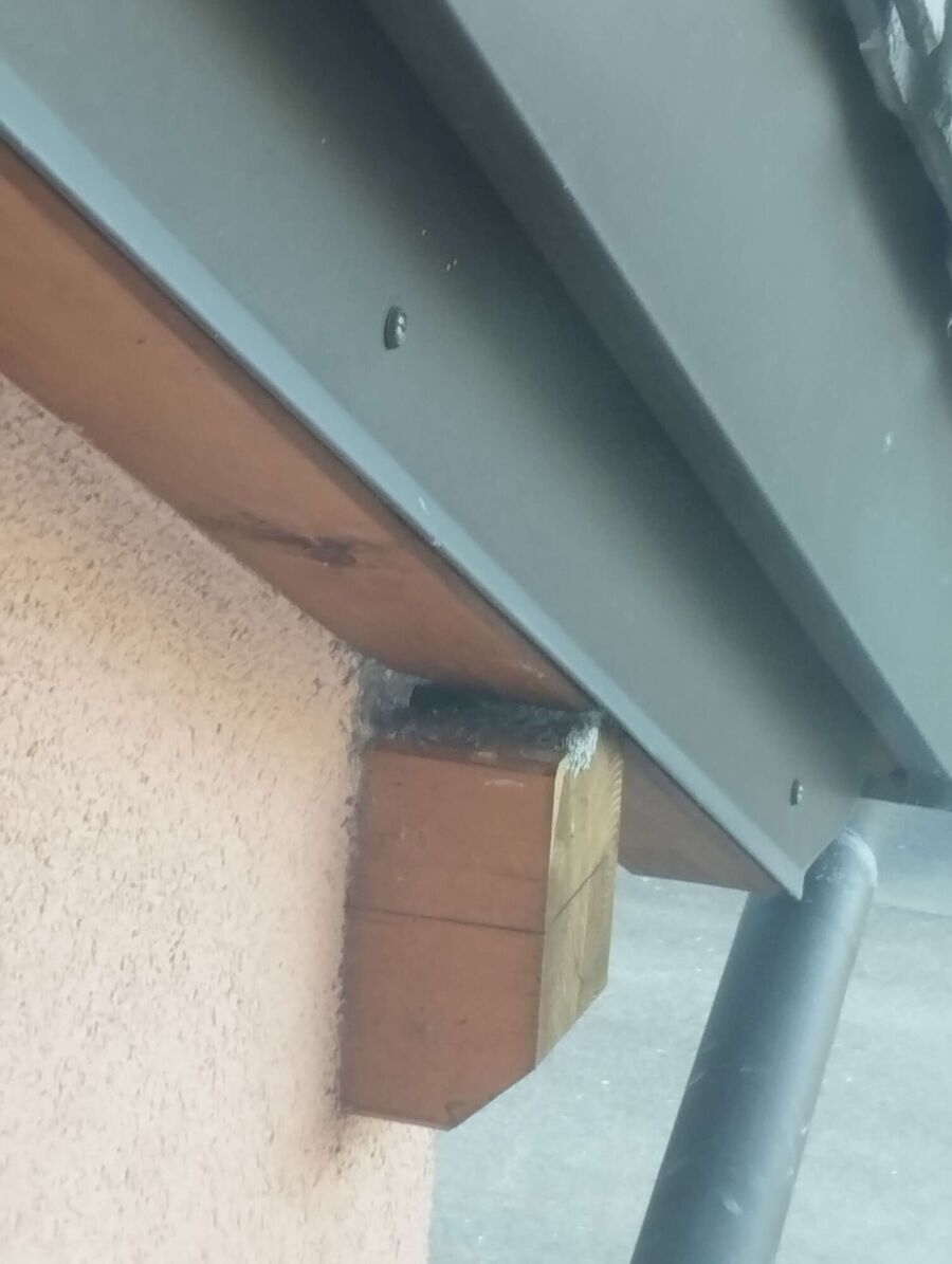 Relocate bees & remove bee nest