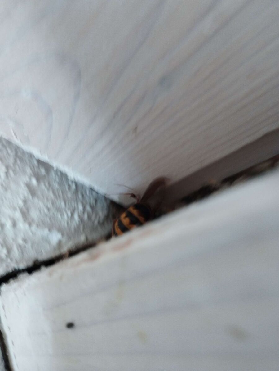 Bee nest at the house remove