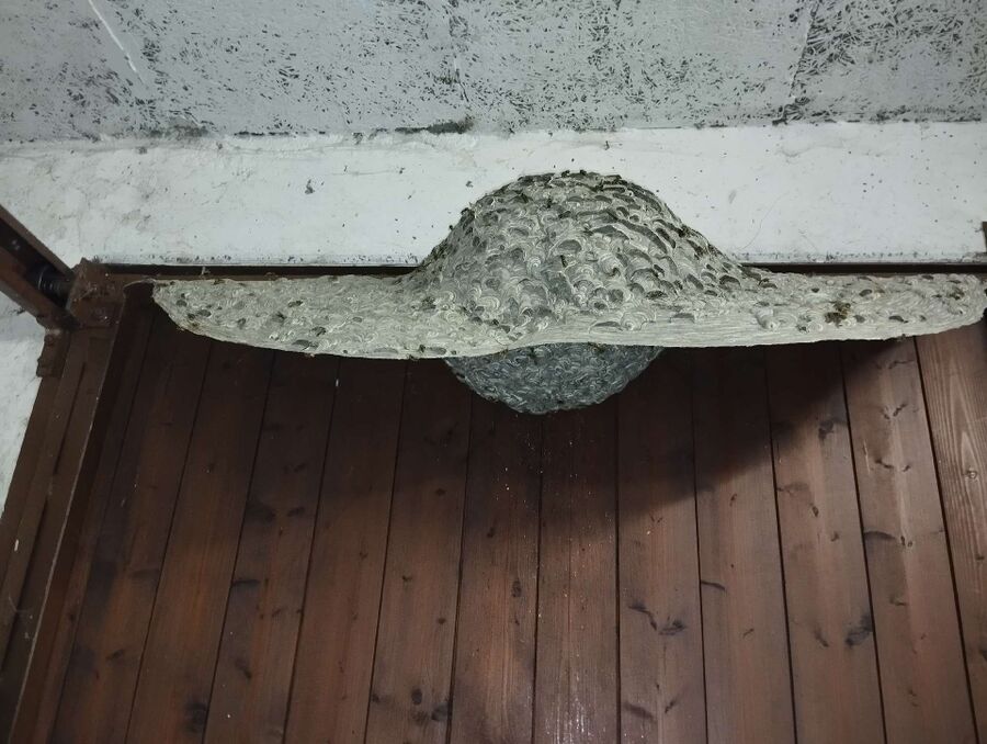 Bee nest at the house remove