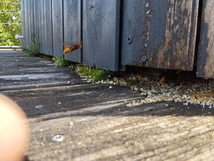 Relocate bees & remove bee nest