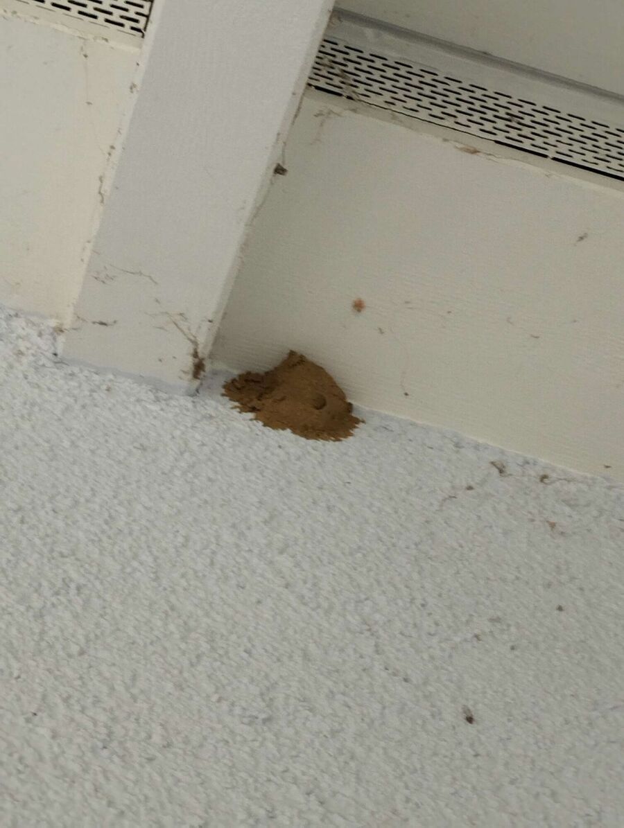 Relocate bees & remove bee nest