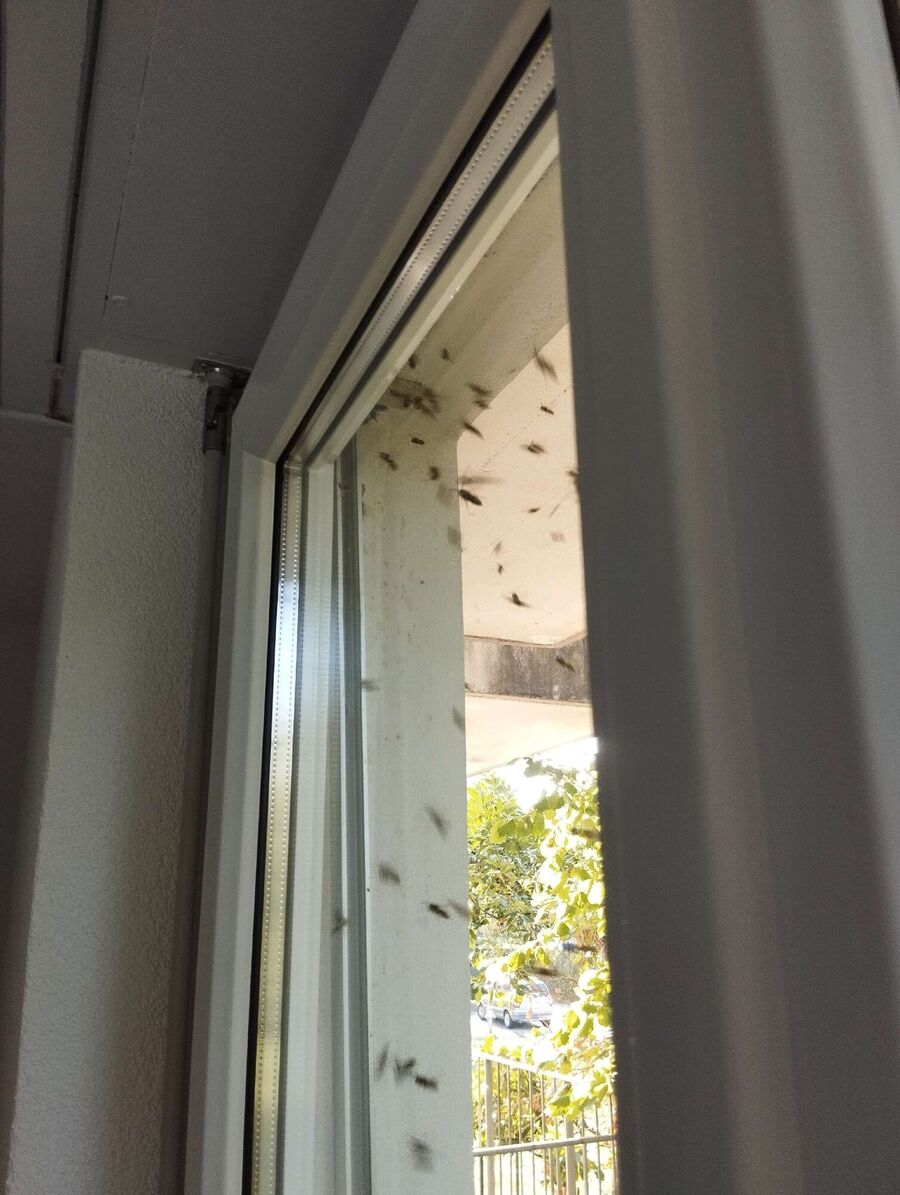 Relocate bees & remove bee nest