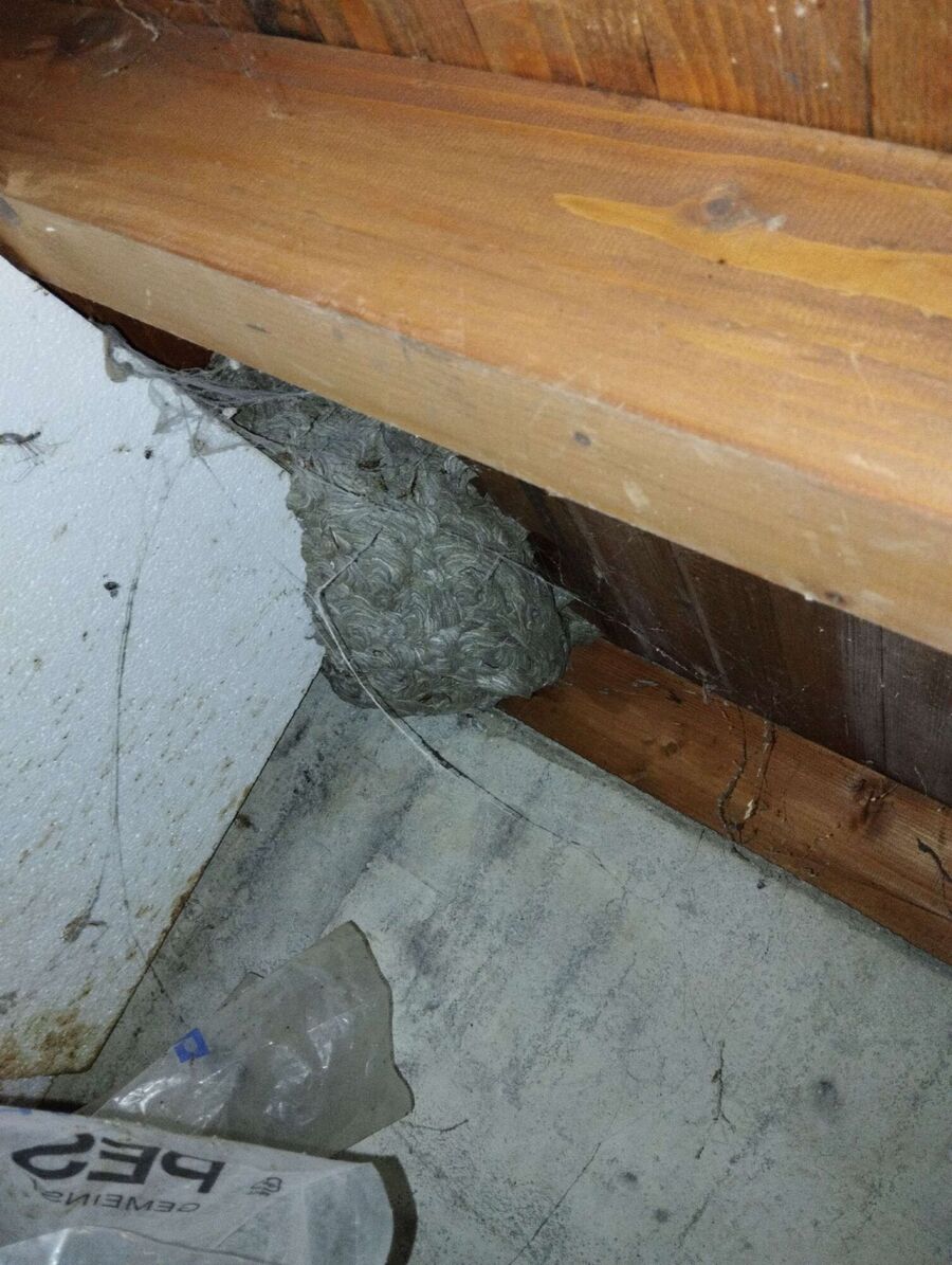 Relocate bees & remove bee nest