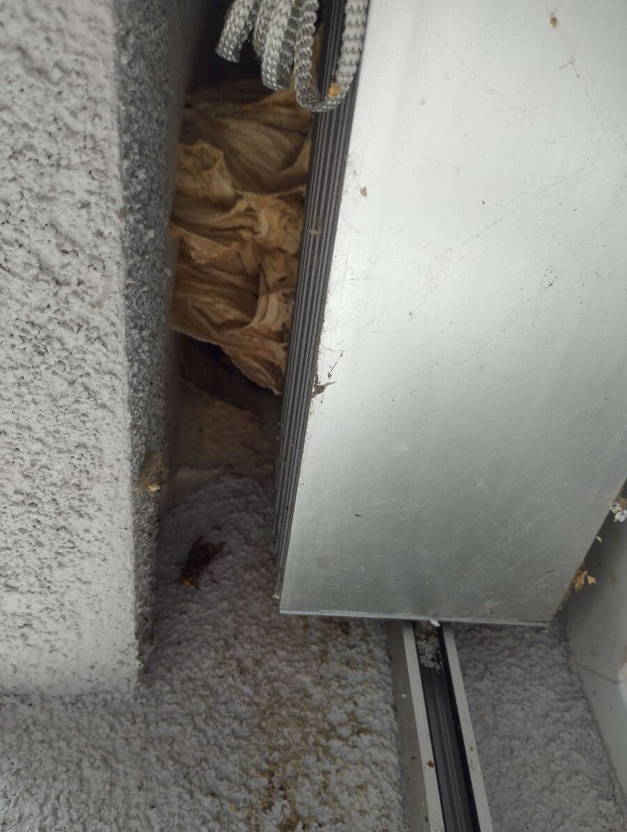 Relocate bees & remove bee nest