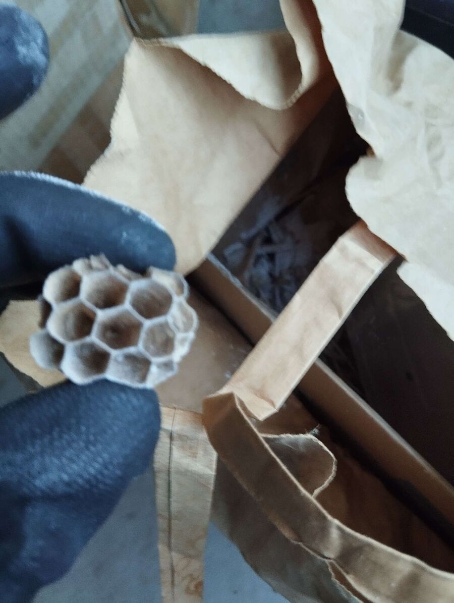 Relocate bees & remove bee nest