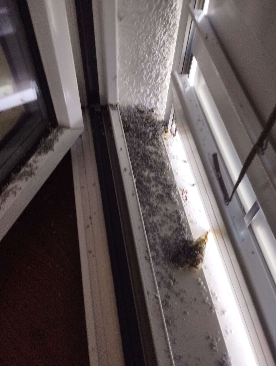Bee nest at the house remove