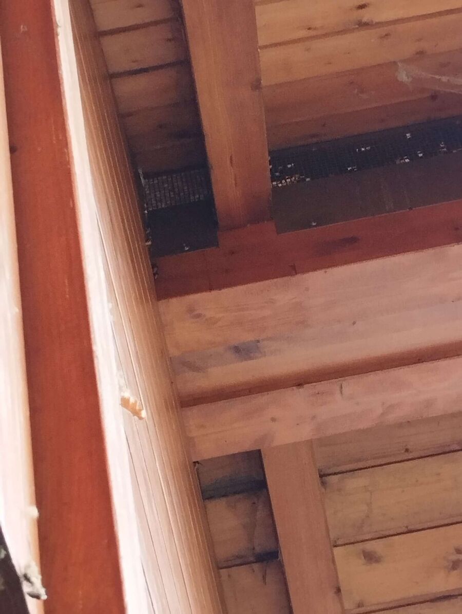 Bee nest at the house remove