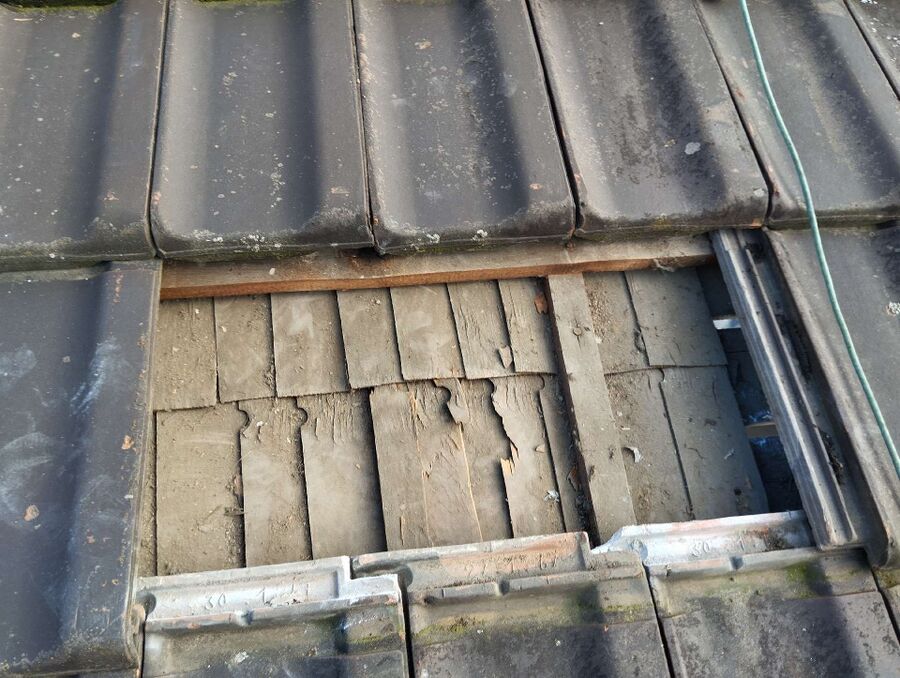 Relocate bees & remove bee nest