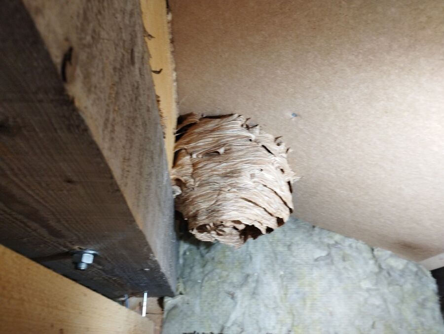 Bee nest at the house remove