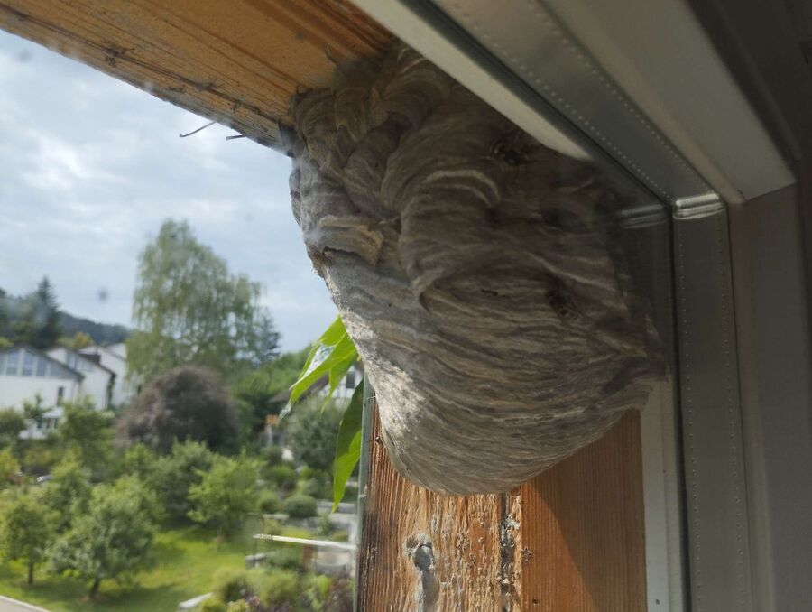 Relocate bees & remove bee nest