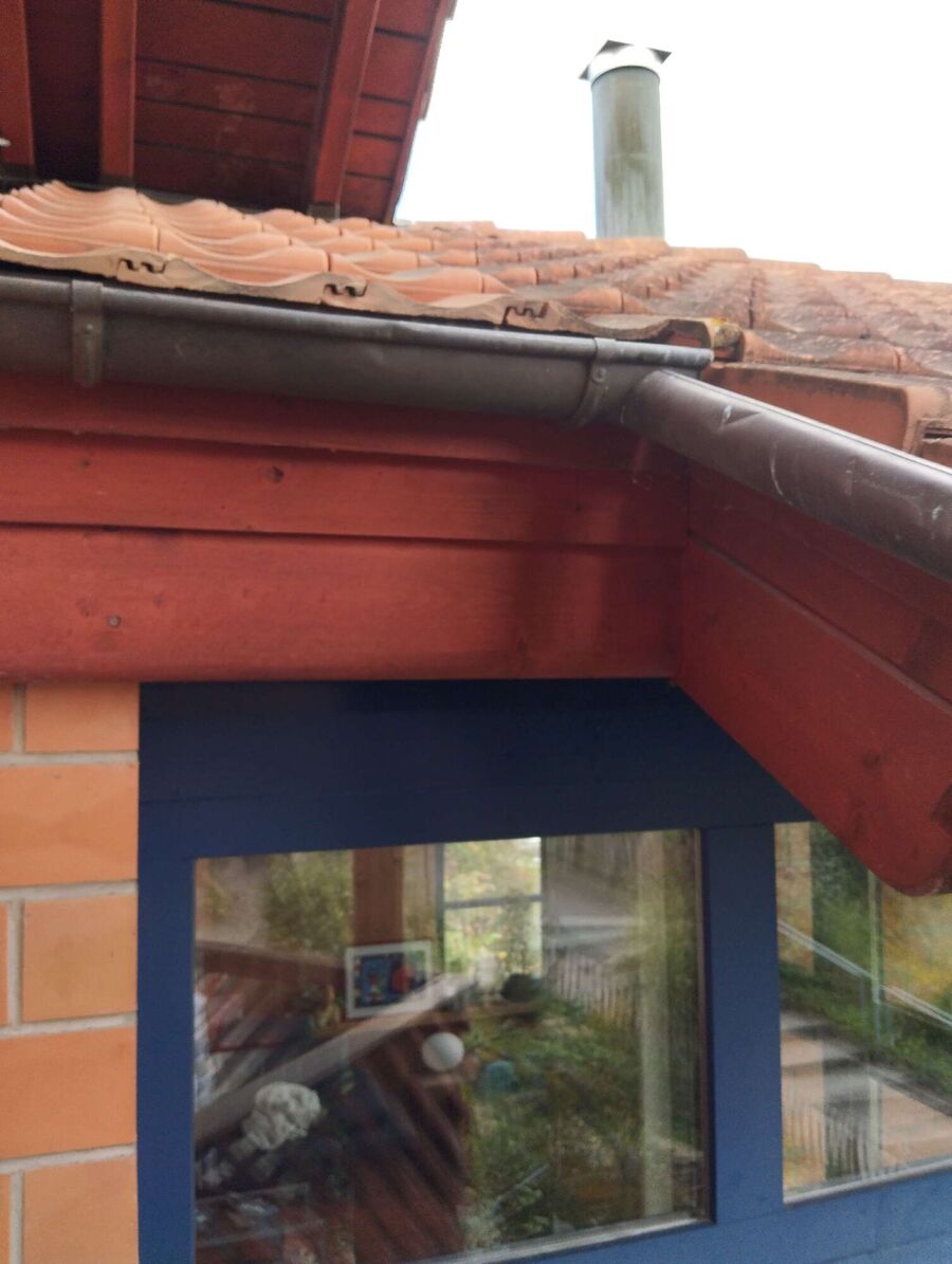 Relocate bees & remove bee nest