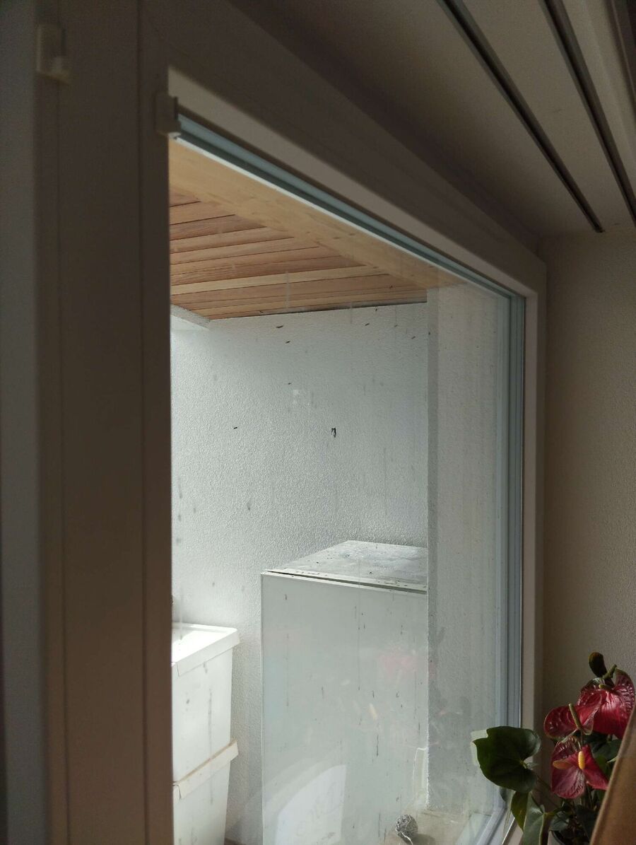 Relocate bees & remove bee nest