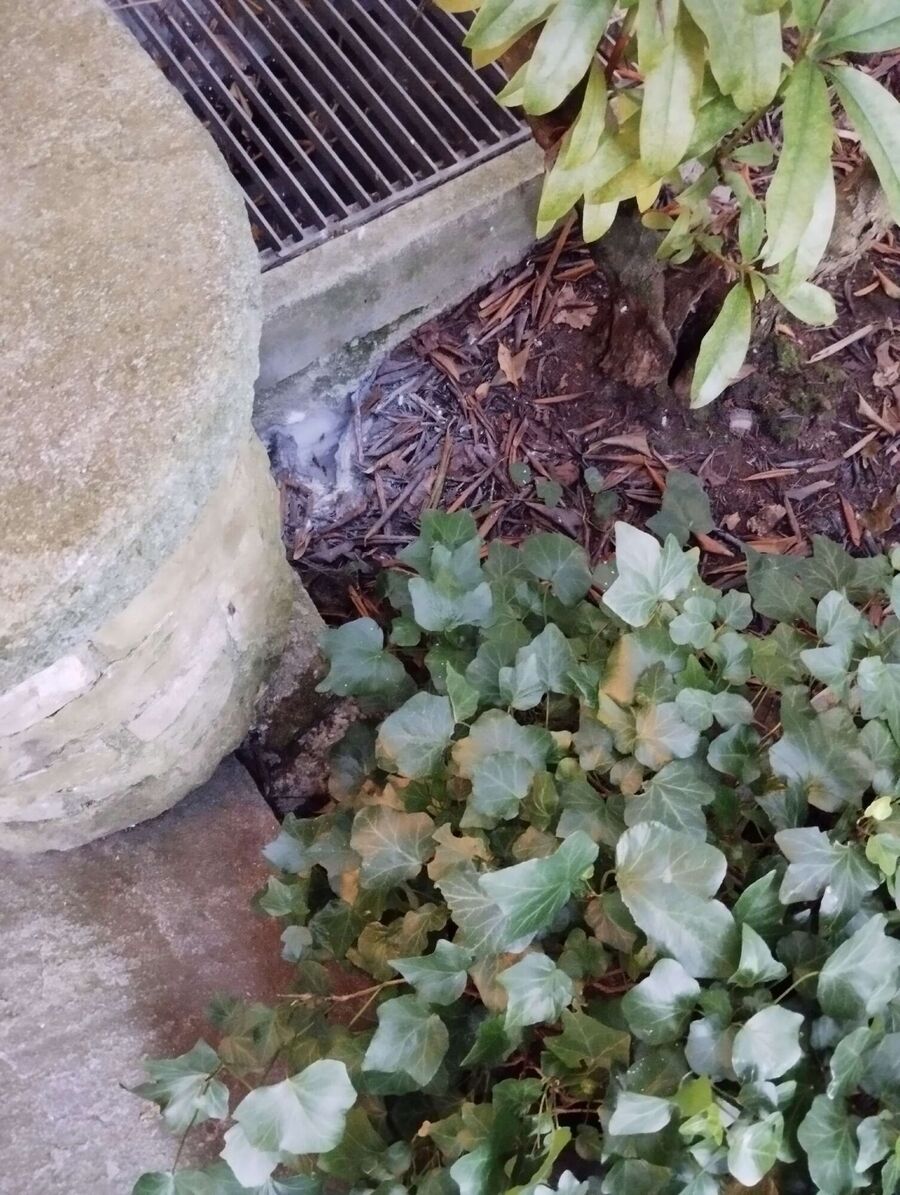 Relocate bees & remove bee nest