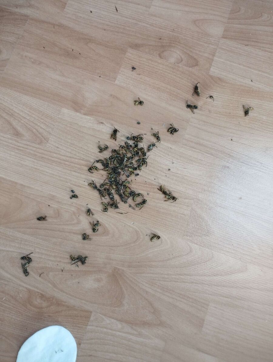 Bee nest at the house remove