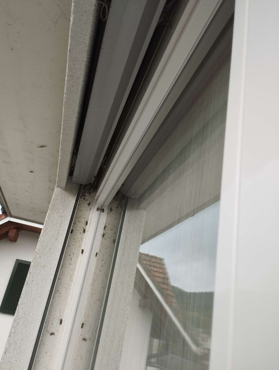 Relocate bees & remove bee nest