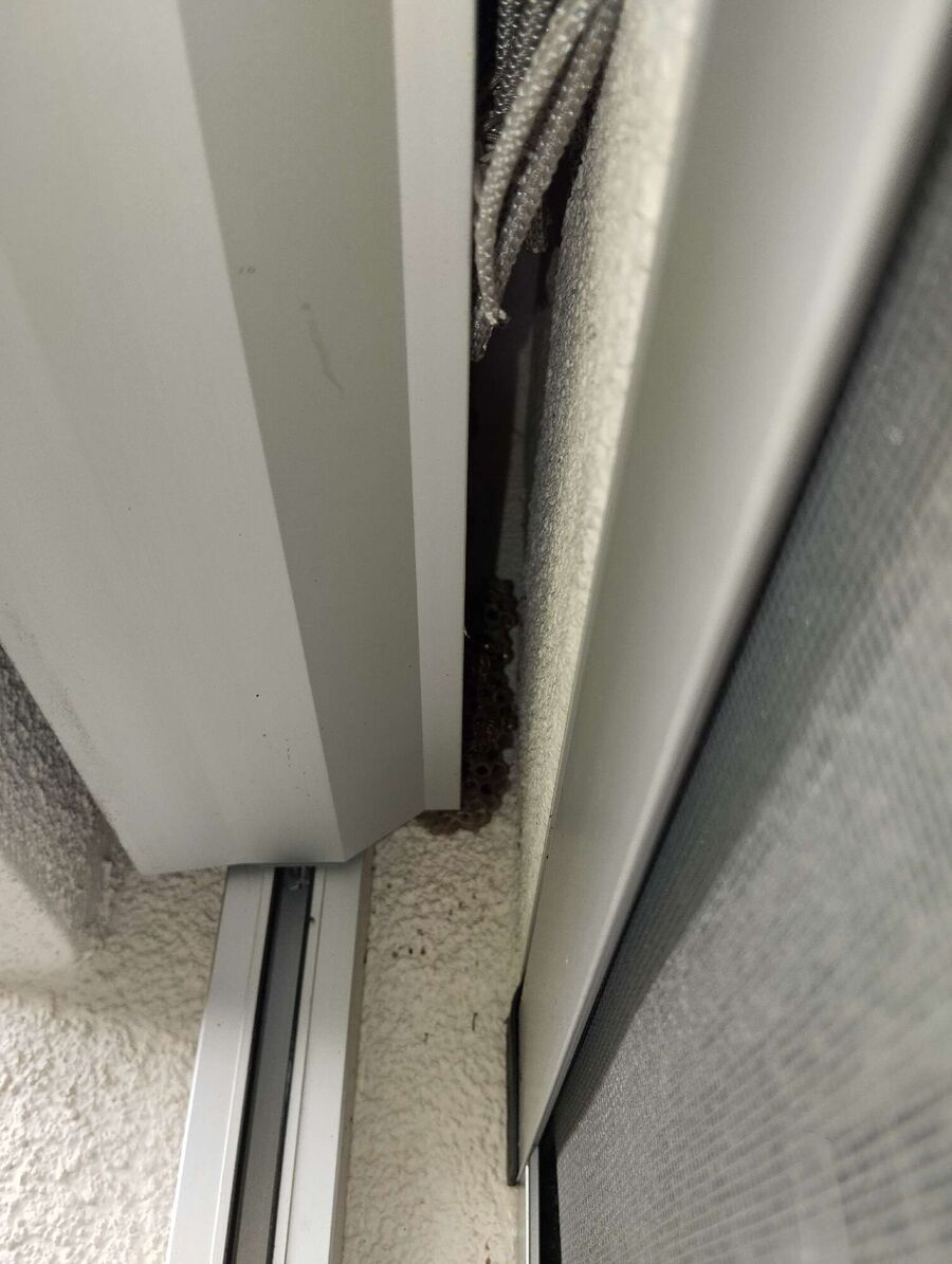 Relocate bees & remove bee nest