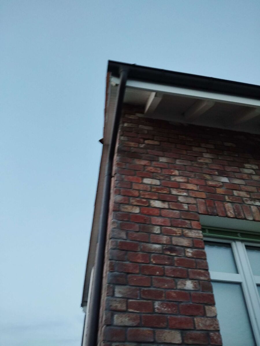 Relocate bees & remove bee nest