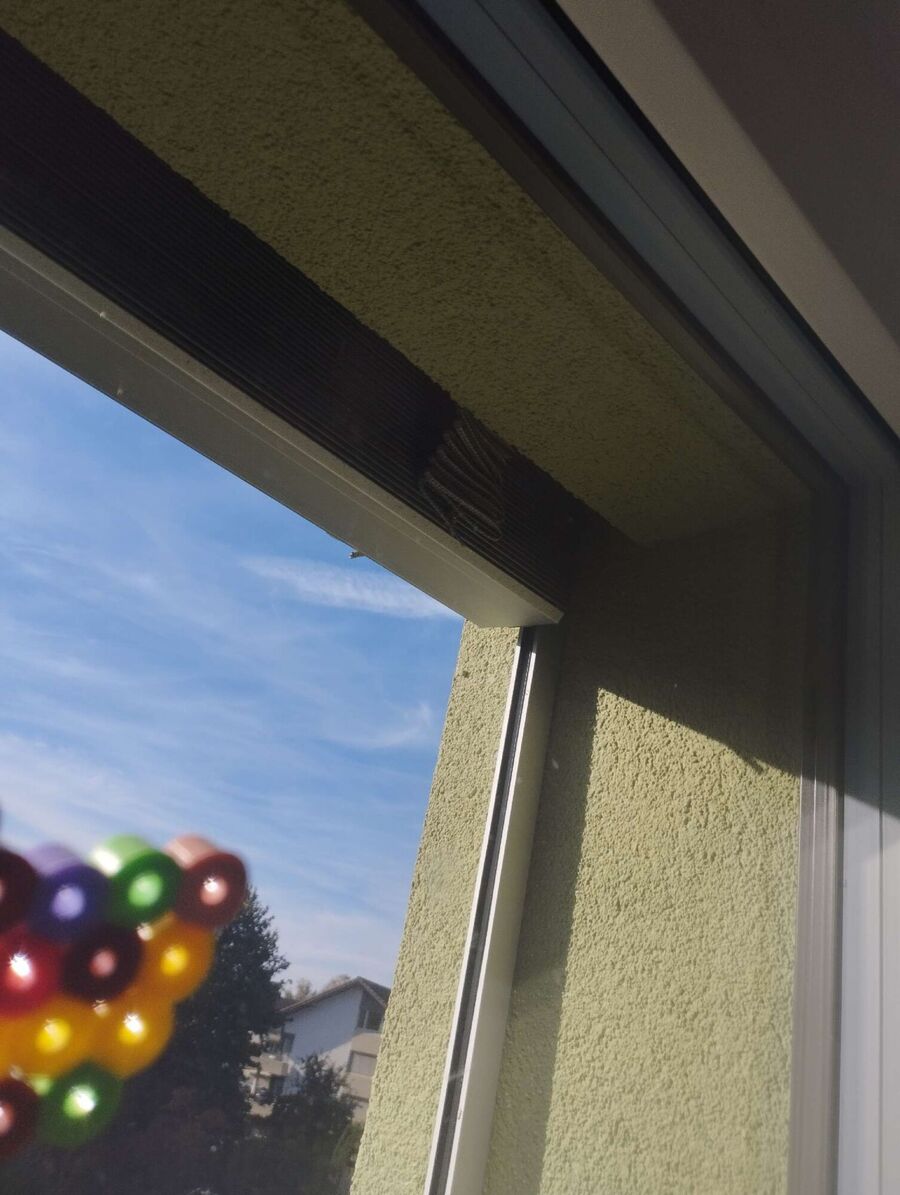 Relocate bees & remove bee nest