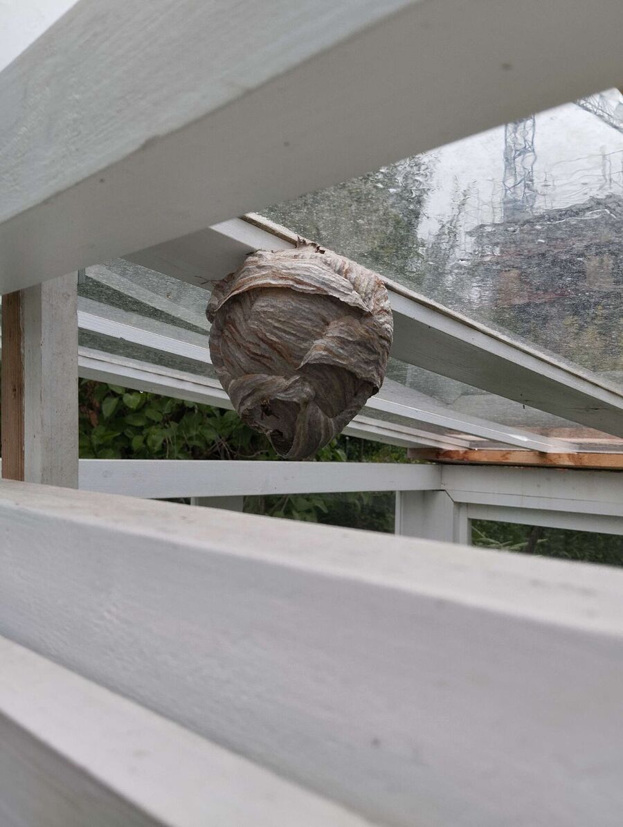 Bee nest at the house remove