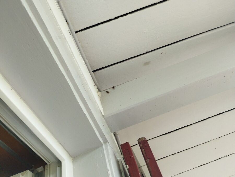 Bee nest at the house remove