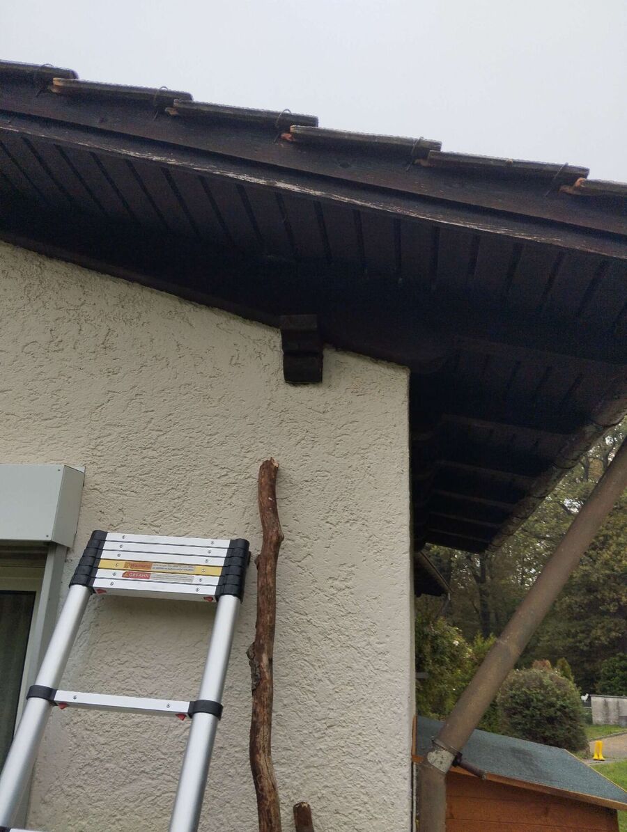 Relocate bees & remove bee nest