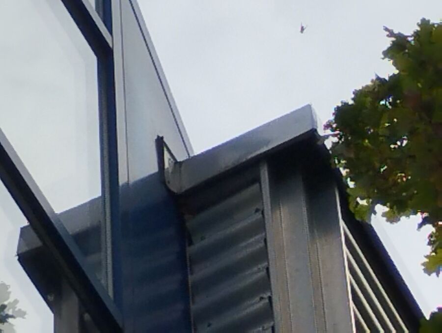 Bee nest at the house remove