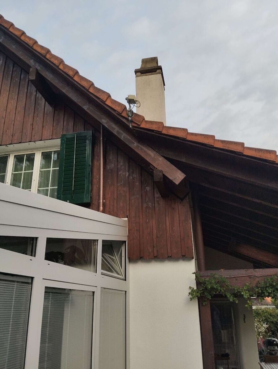 Relocate bees & remove bee nest