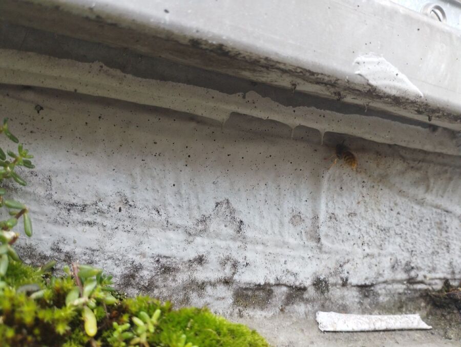 Relocate bees & remove bee nest