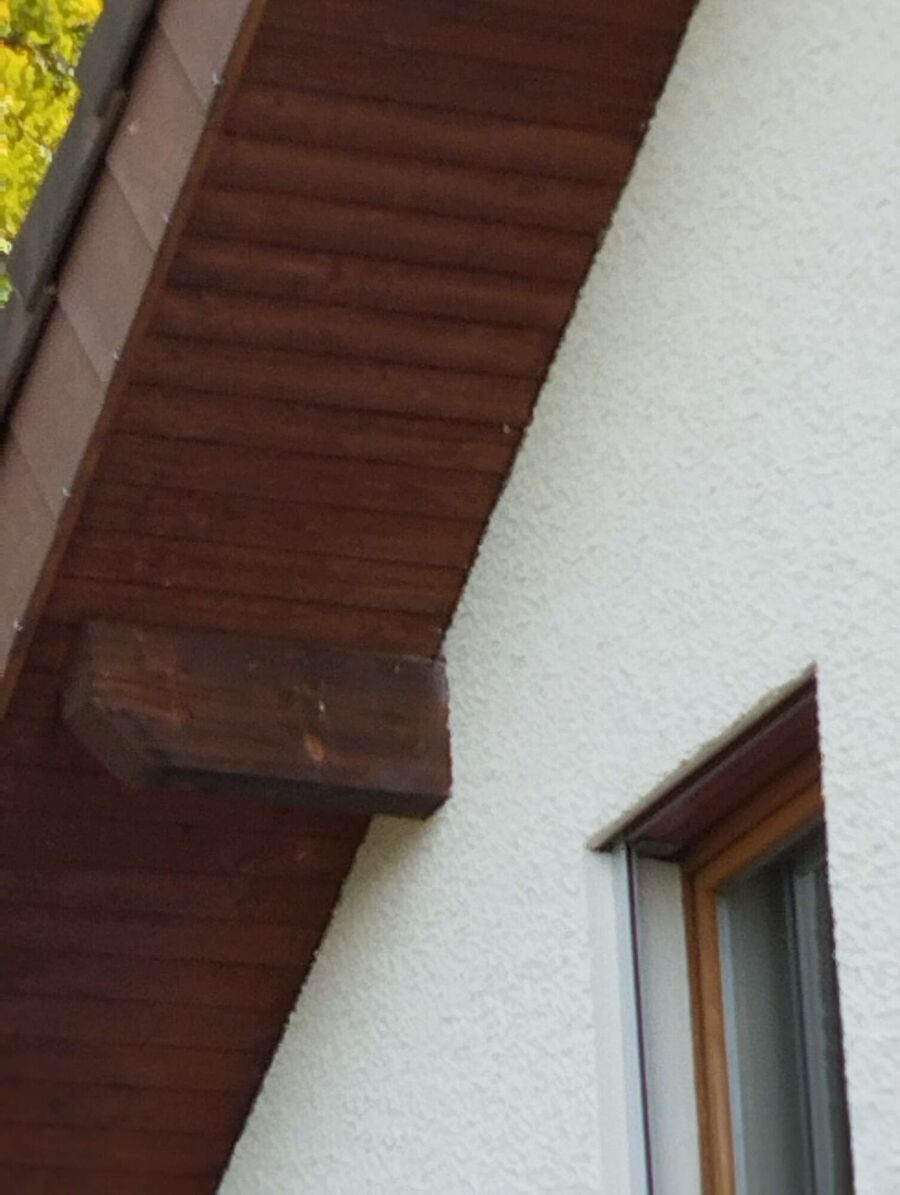 Relocate bees & remove bee nest