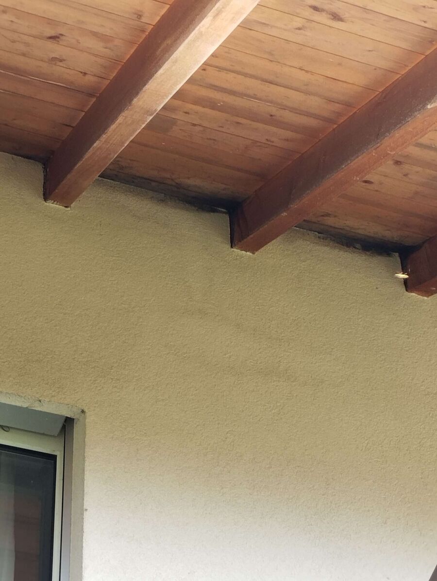 Relocate bees & remove bee nest