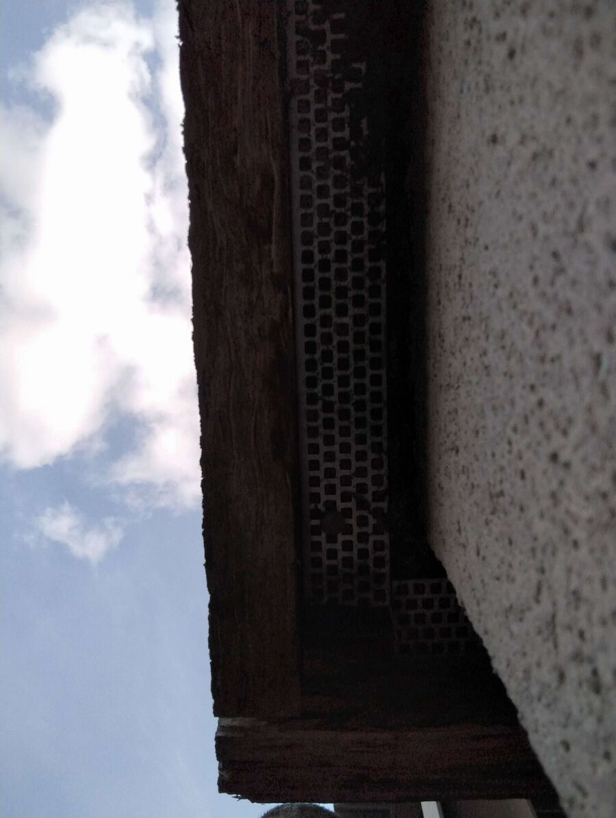 Relocate bees & remove bee nest