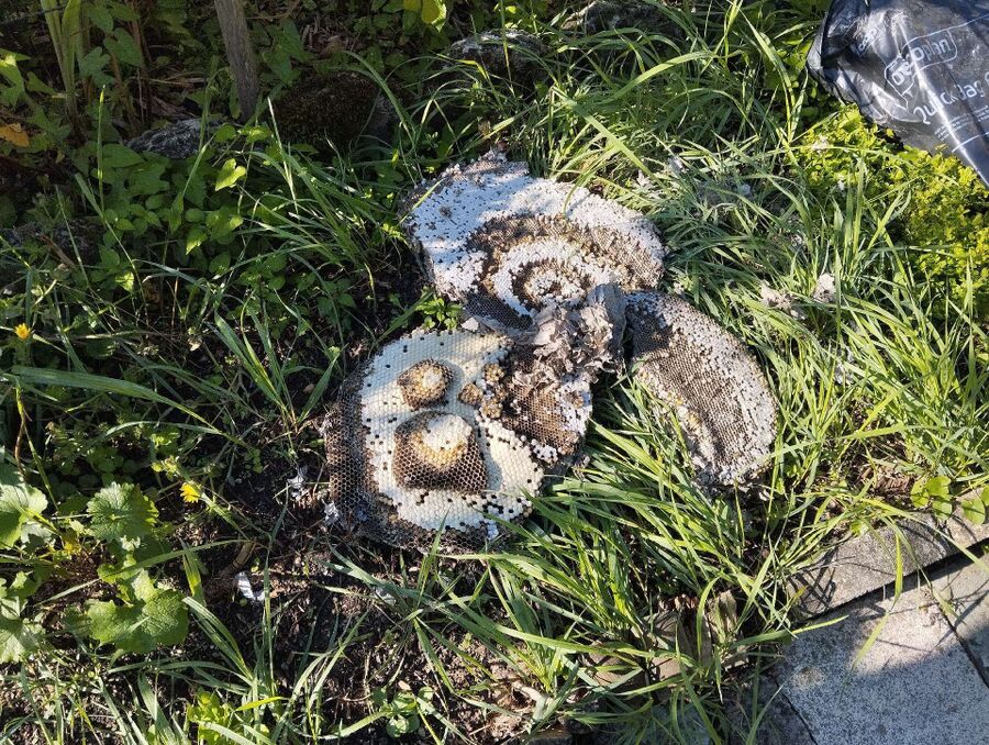 Relocate bees & remove bee nest