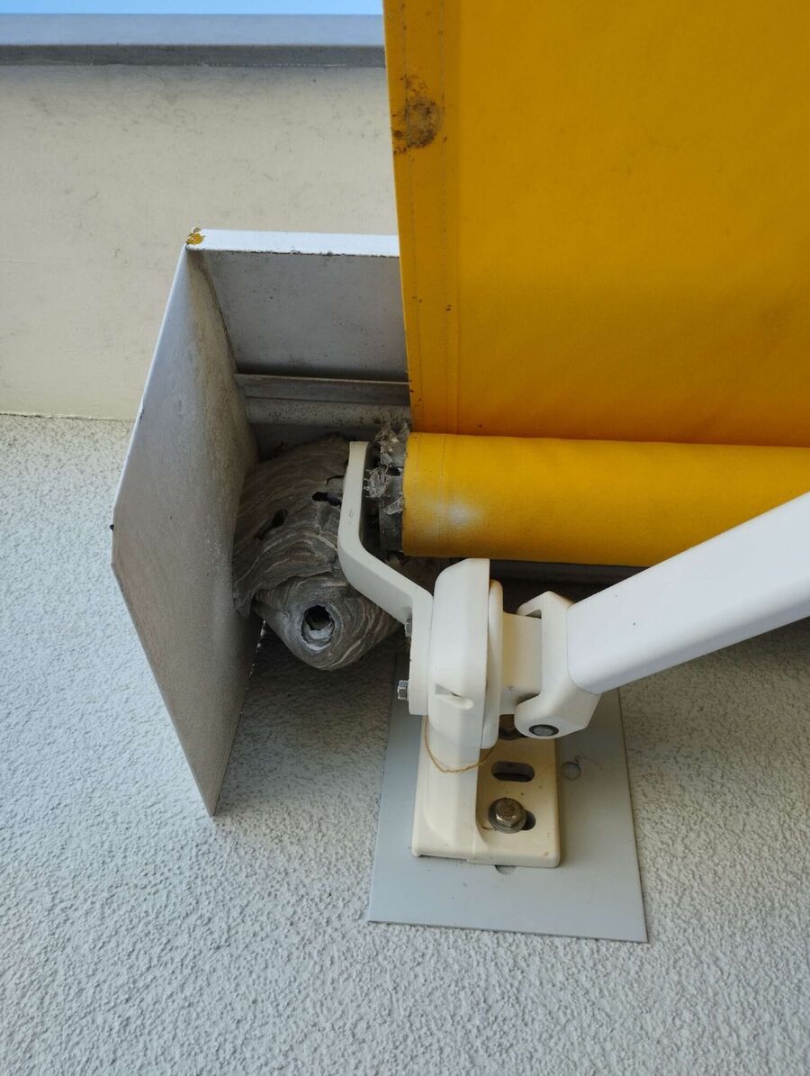 Bee nest at the house remove