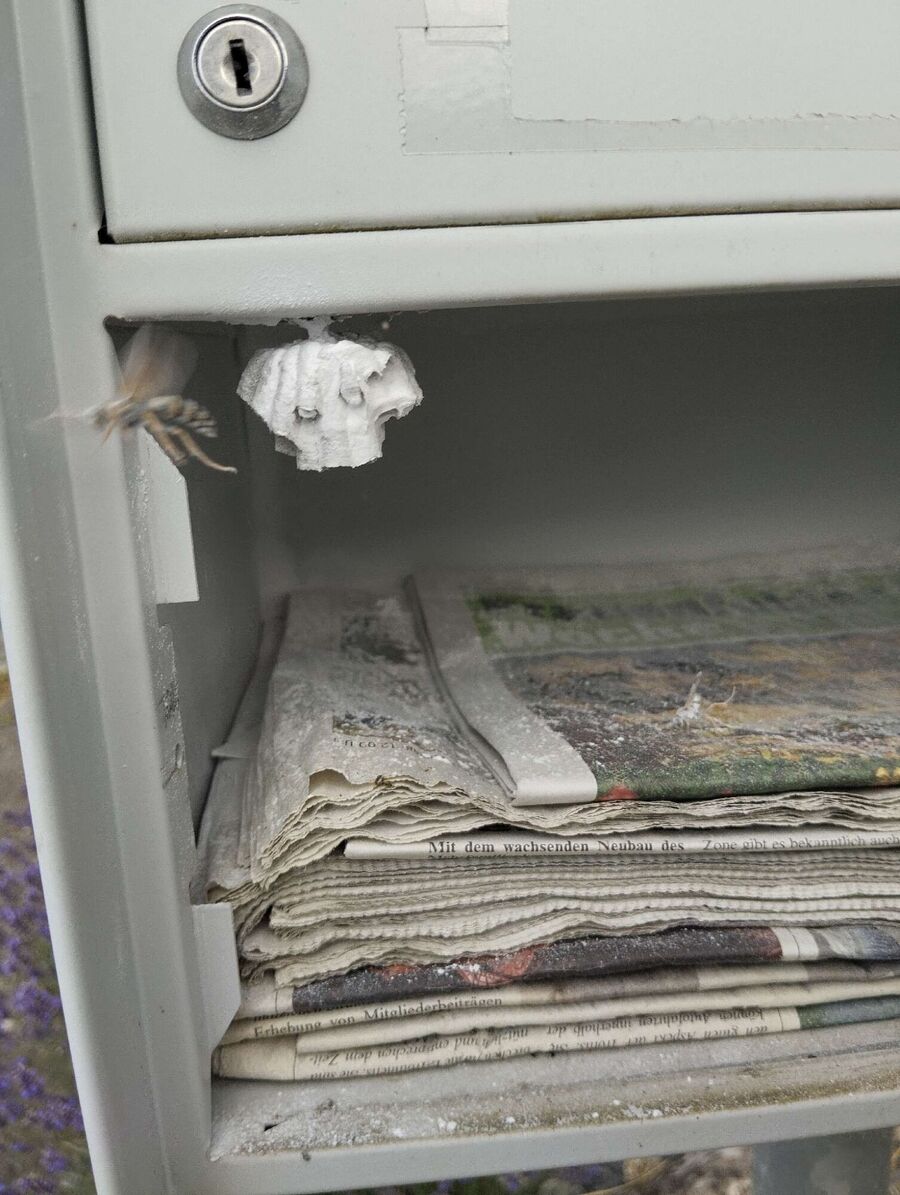 Relocate bees & remove bee nest