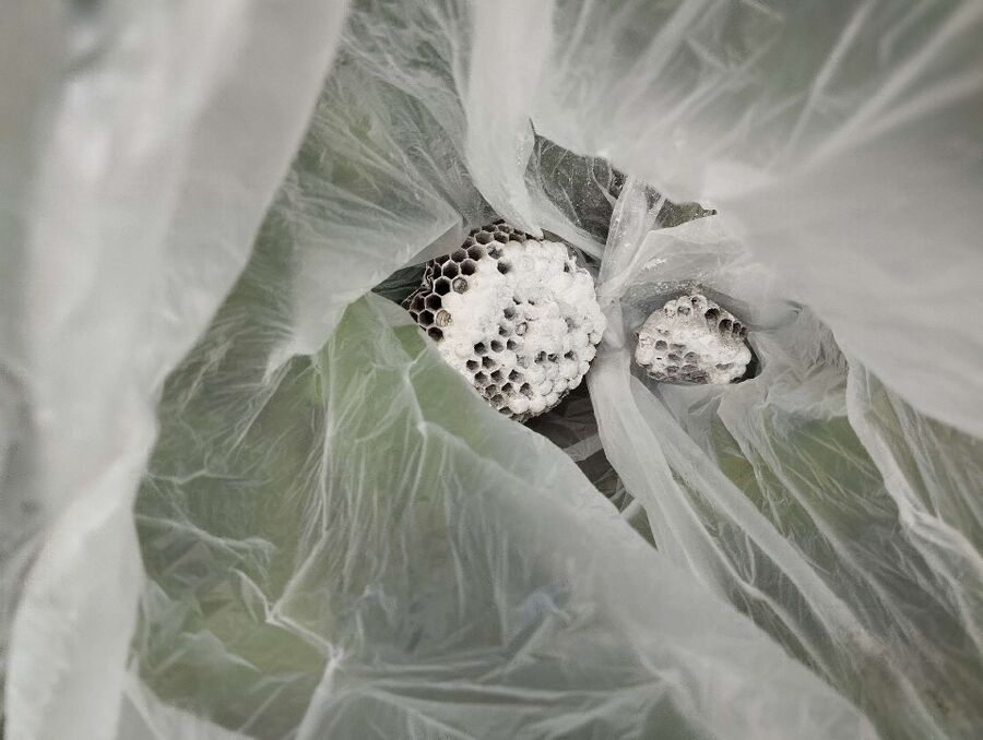 Relocate bees & remove bee nest