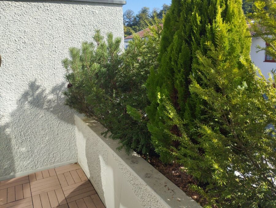 Bee nest at the house remove