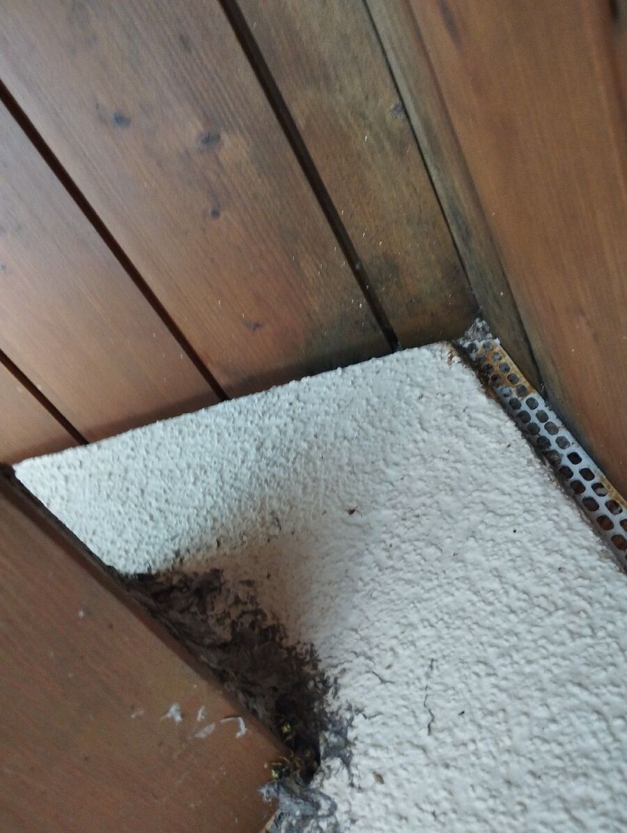 Bee nest at the house remove