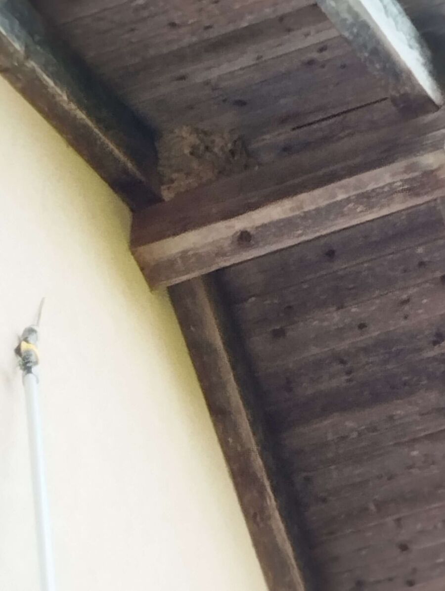 Bee nest at the house remove