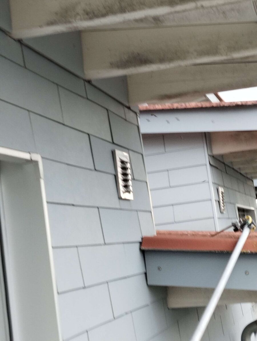 Relocate bees & remove bee nest