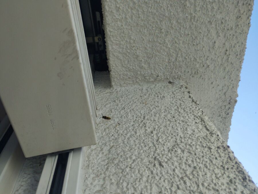 Bee nest at the house remove