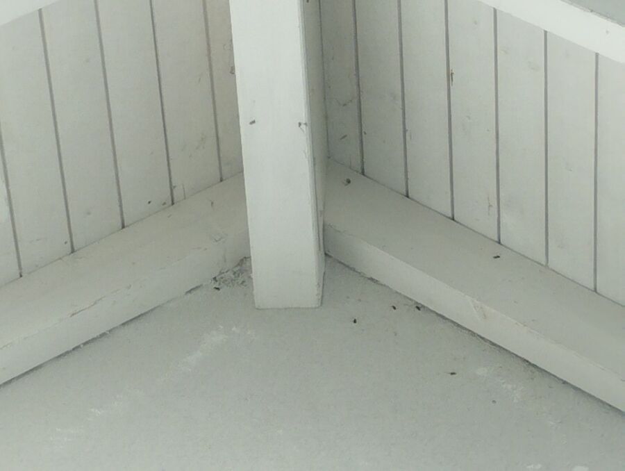 Relocate bees & remove bee nest