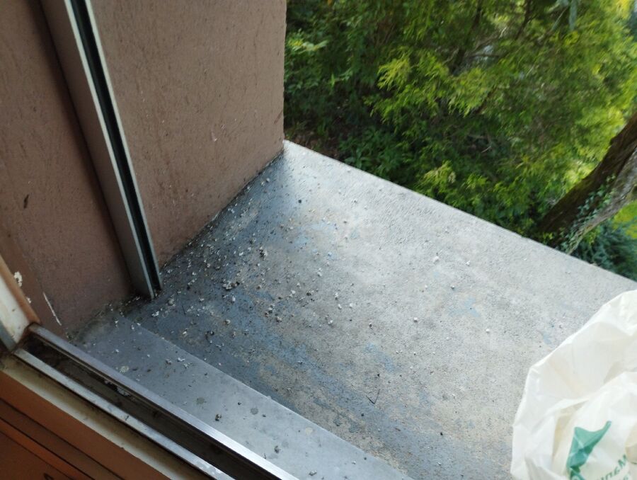 Bee nest at the house remove