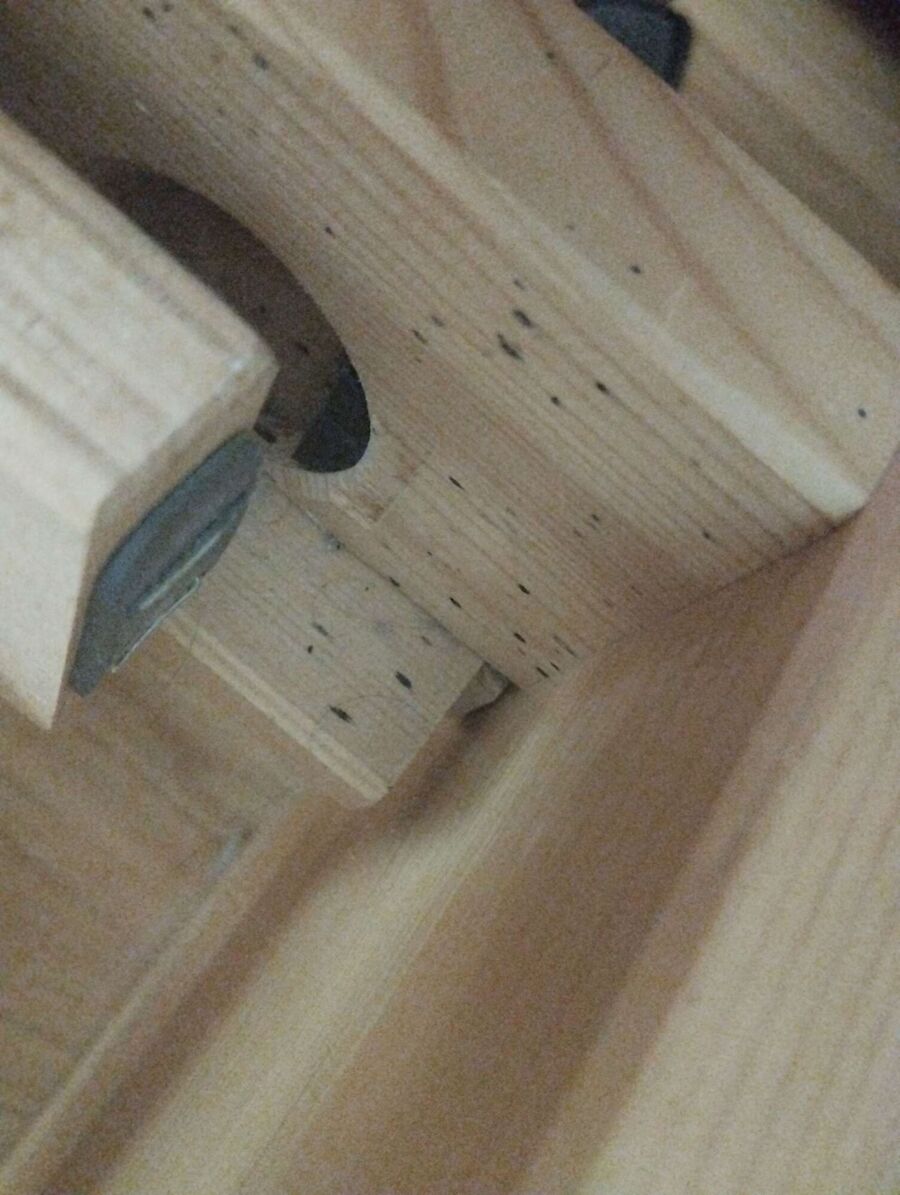 Relocate bees & remove bee nest