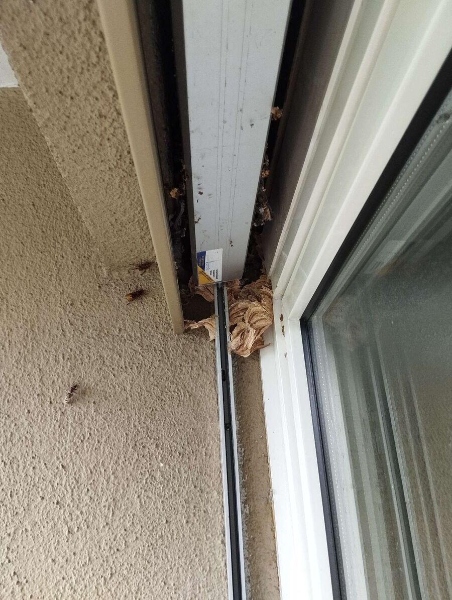 Bee nest at the house remove
