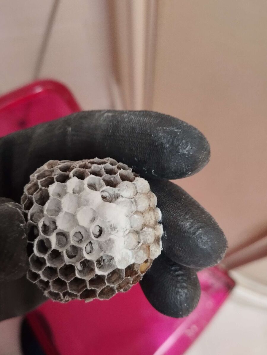 Bee nest at the house remove