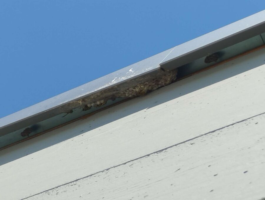 Bee nest at the house remove