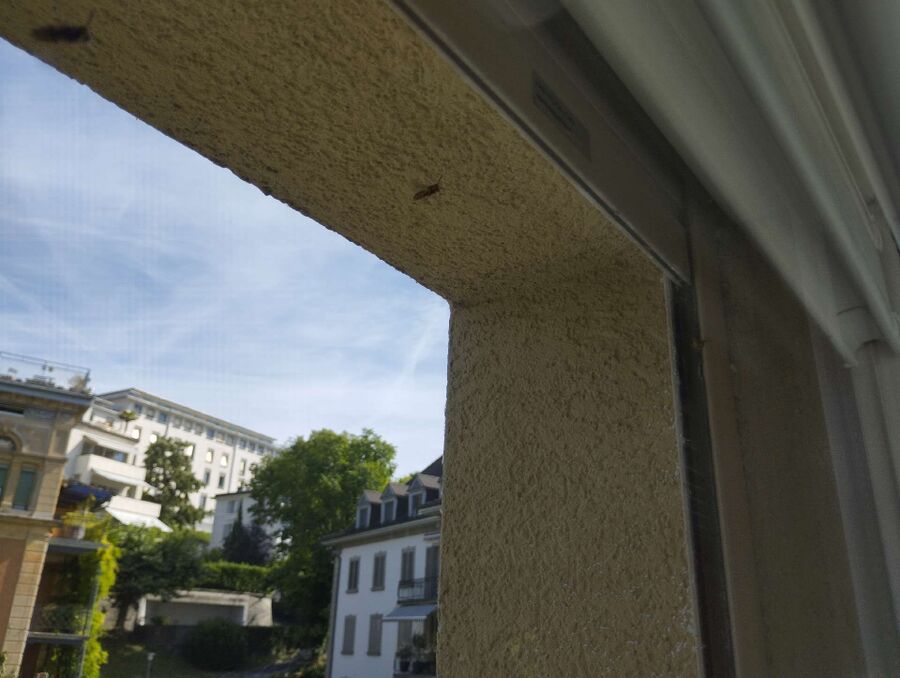 Bee nest at the house remove