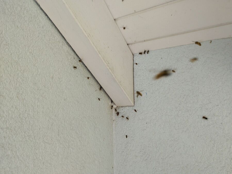 Relocate bees & remove bee nest